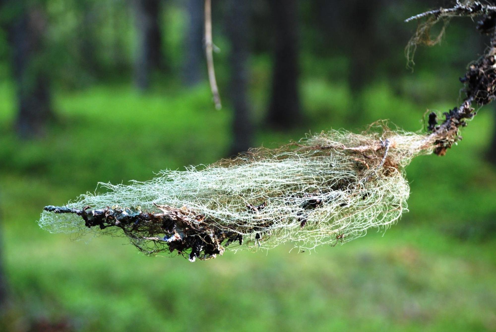 16 - Fulufjellets Nasjonalparker - Natur-, Dyre- Og Fugleopplevelser Ljørdal المظهر الخارجي الصورة