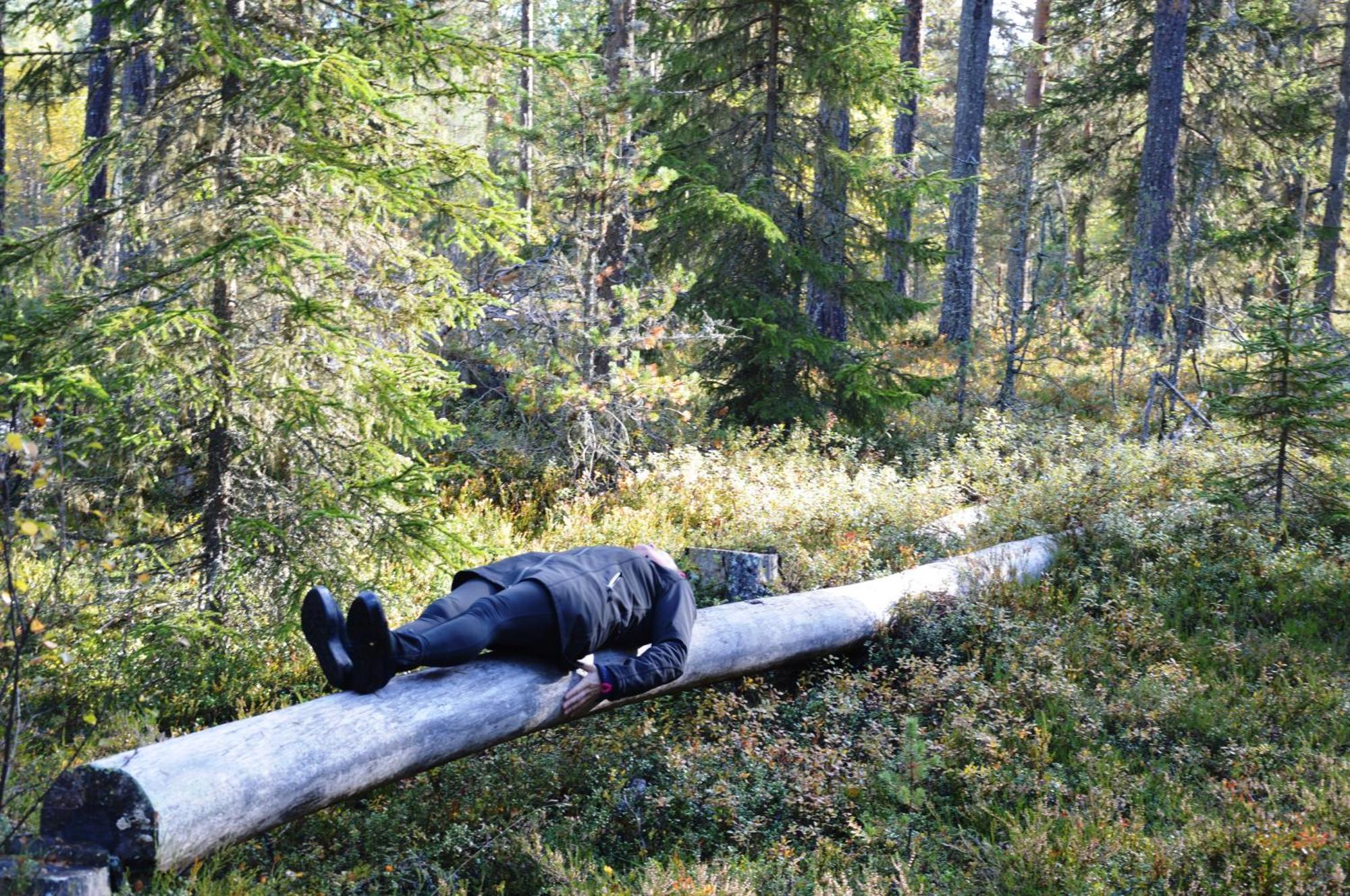 16 - Fulufjellets Nasjonalparker - Natur-, Dyre- Og Fugleopplevelser Ljørdal المظهر الخارجي الصورة
