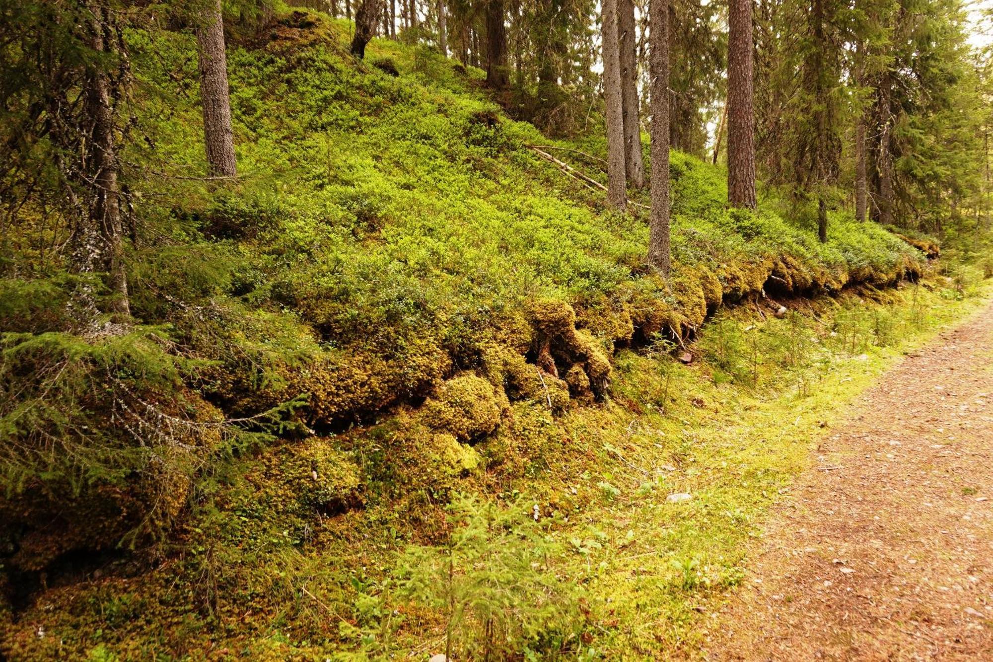 16 - Fulufjellets Nasjonalparker - Natur-, Dyre- Og Fugleopplevelser Ljørdal المظهر الخارجي الصورة