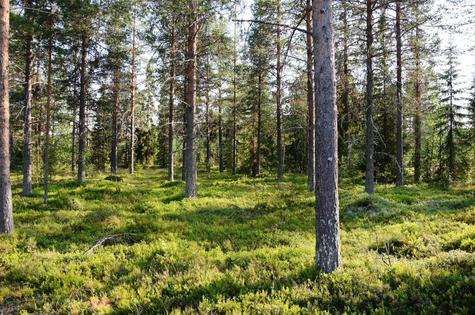 16 - Fulufjellets Nasjonalparker - Natur-, Dyre- Og Fugleopplevelser Ljørdal المظهر الخارجي الصورة