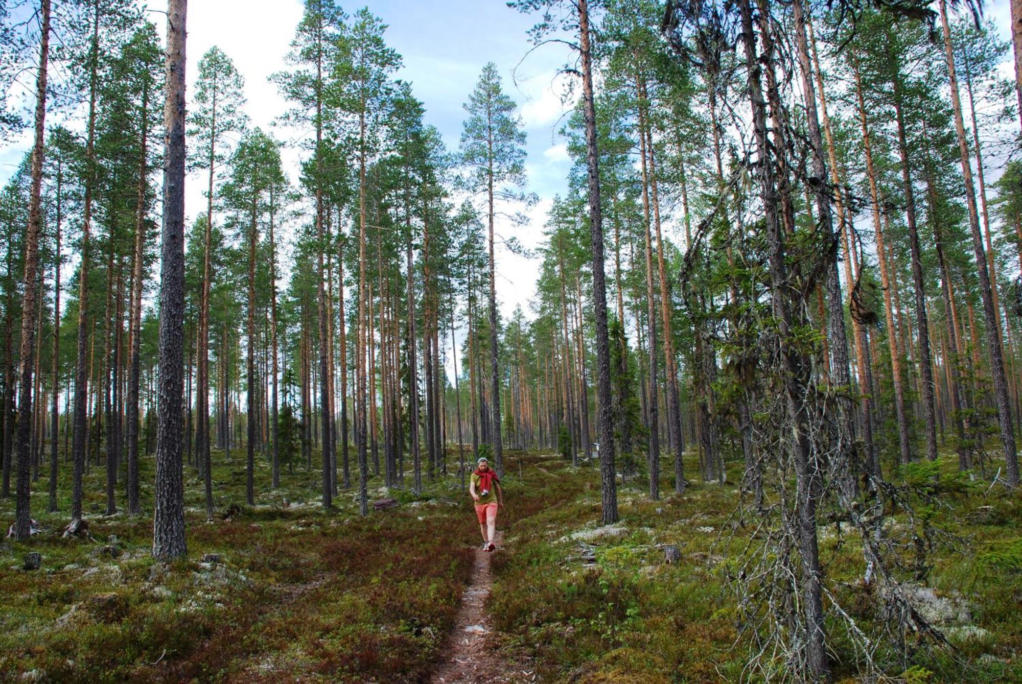 16 - Fulufjellets Nasjonalparker - Natur-, Dyre- Og Fugleopplevelser Ljørdal المظهر الخارجي الصورة