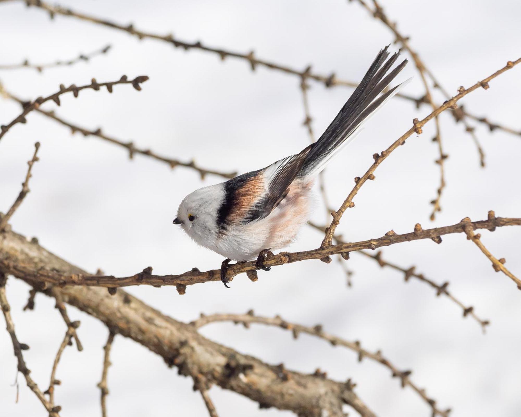 16 - Fulufjellets Nasjonalparker - Natur-, Dyre- Og Fugleopplevelser Ljørdal المظهر الخارجي الصورة