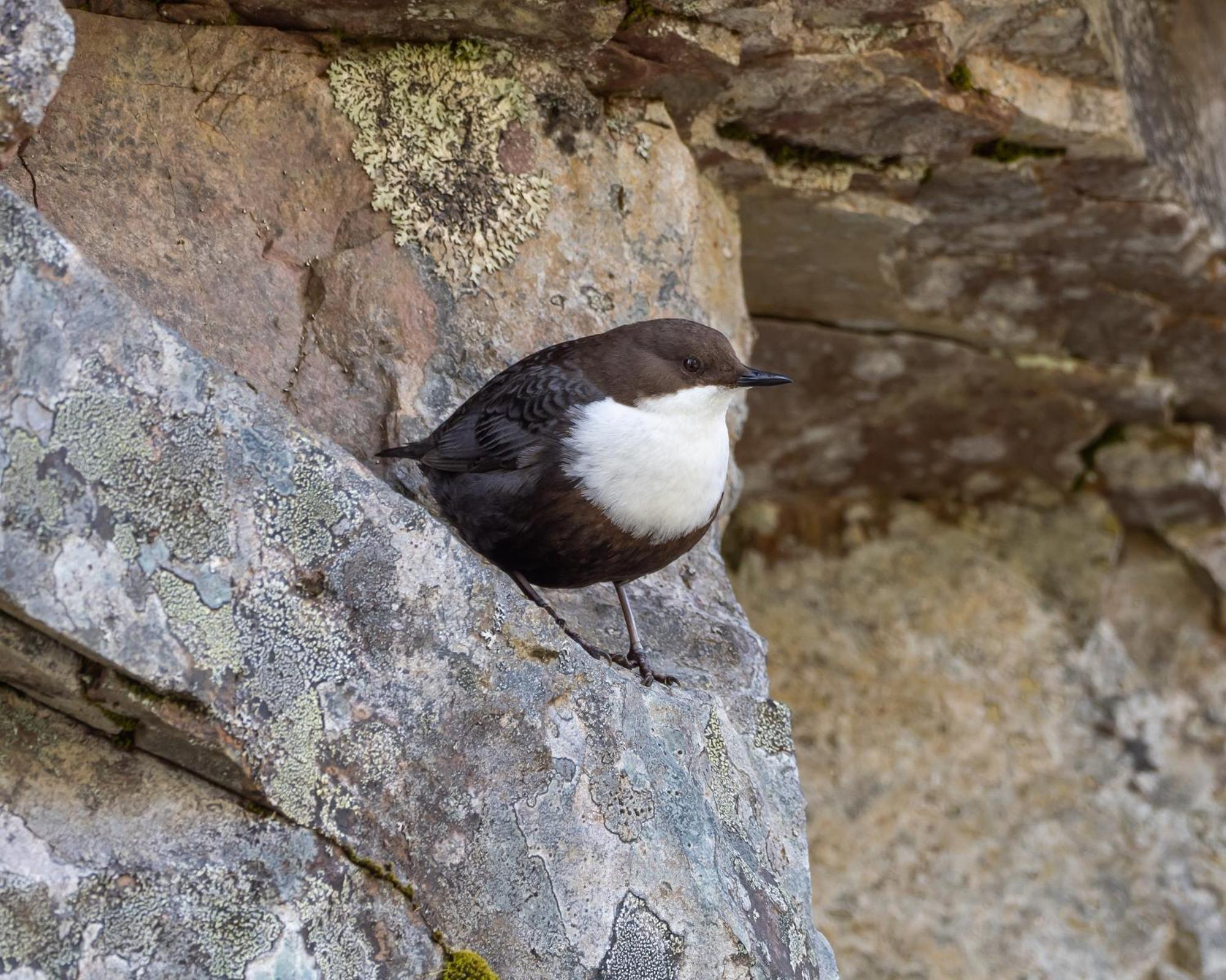 16 - Fulufjellets Nasjonalparker - Natur-, Dyre- Og Fugleopplevelser Ljørdal المظهر الخارجي الصورة