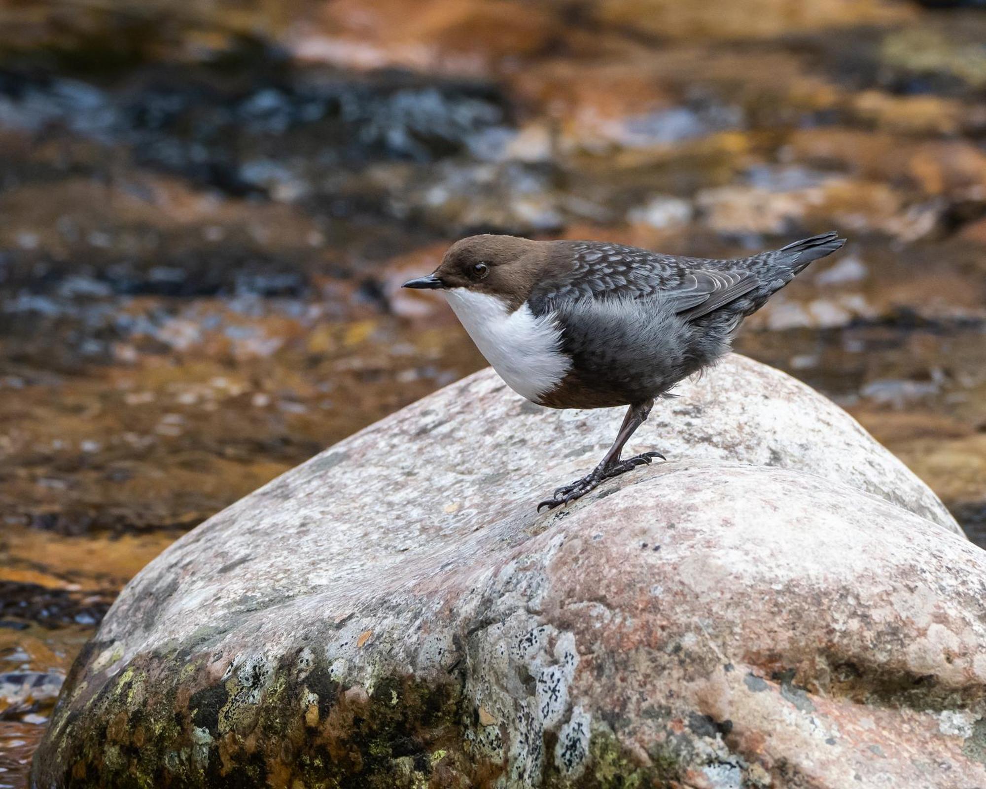 16 - Fulufjellets Nasjonalparker - Natur-, Dyre- Og Fugleopplevelser Ljørdal المظهر الخارجي الصورة