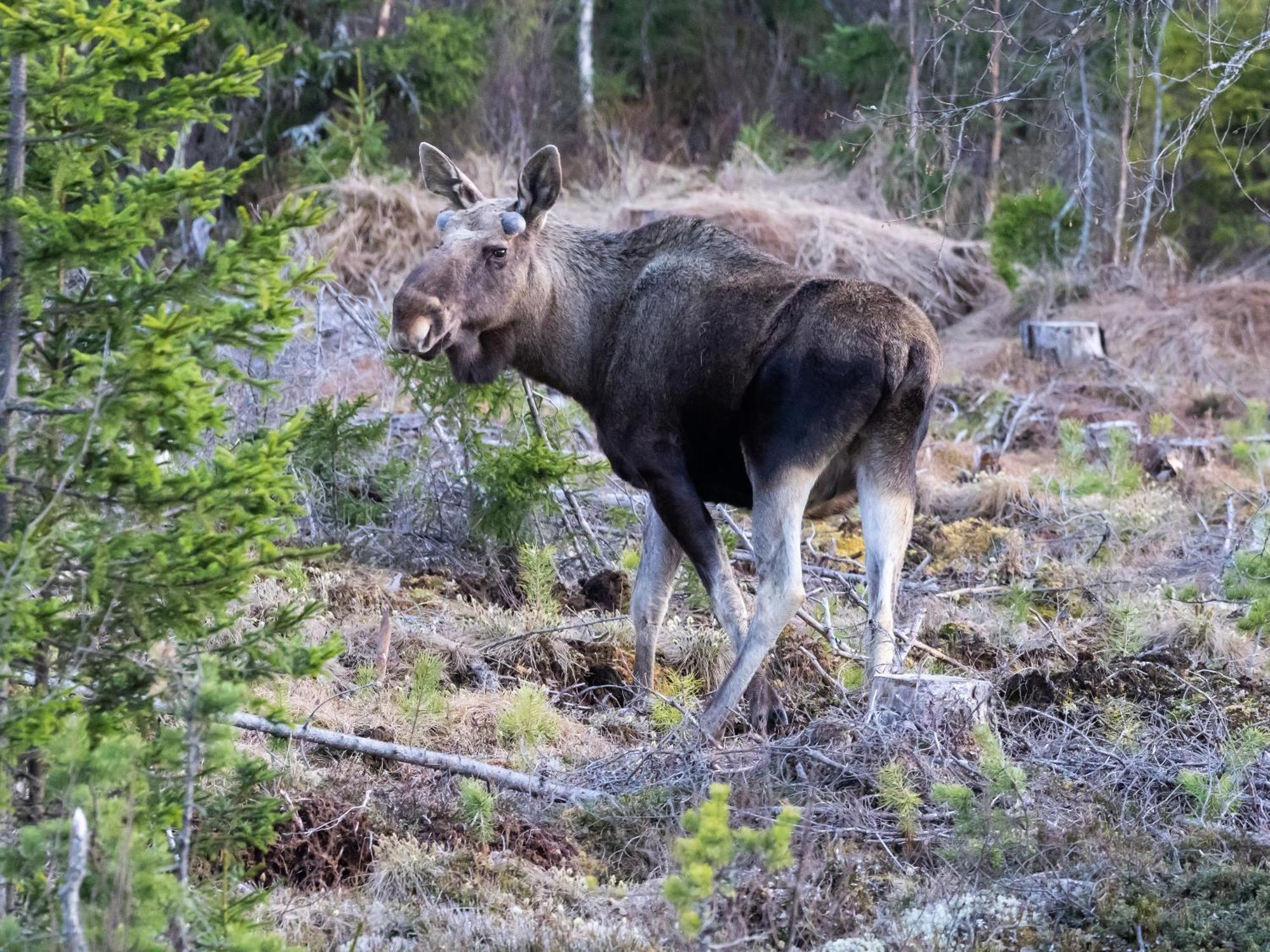 16 - Fulufjellets Nasjonalparker - Natur-, Dyre- Og Fugleopplevelser Ljørdal المظهر الخارجي الصورة