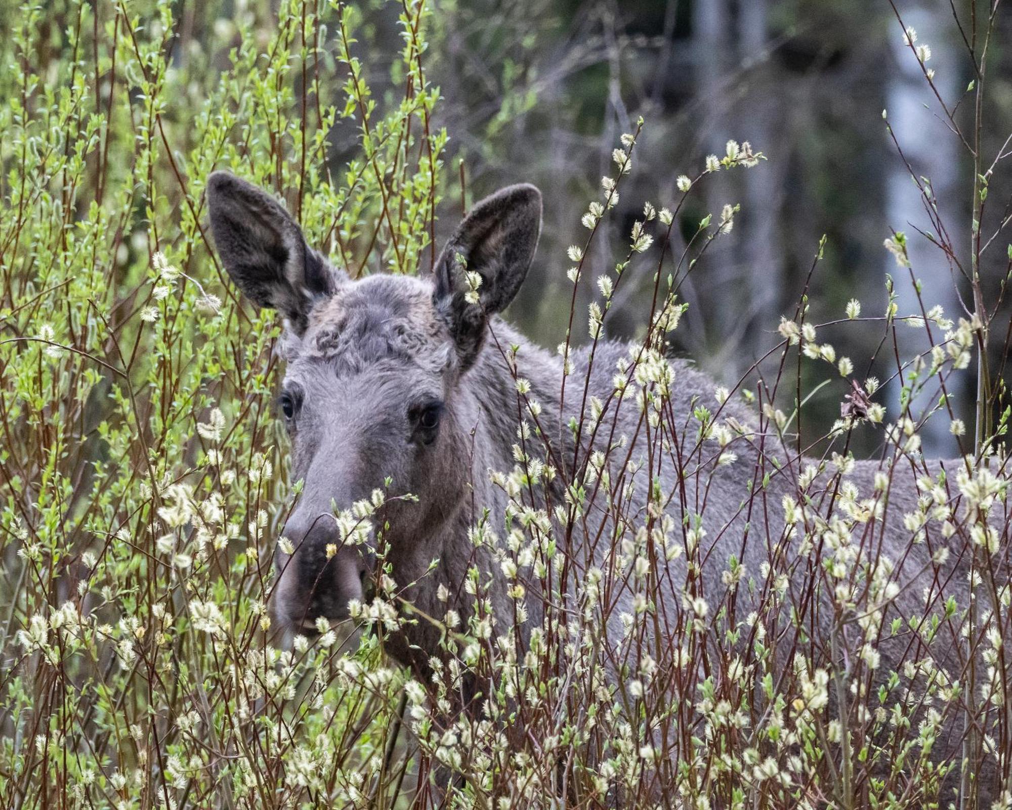 16 - Fulufjellets Nasjonalparker - Natur-, Dyre- Og Fugleopplevelser Ljørdal المظهر الخارجي الصورة